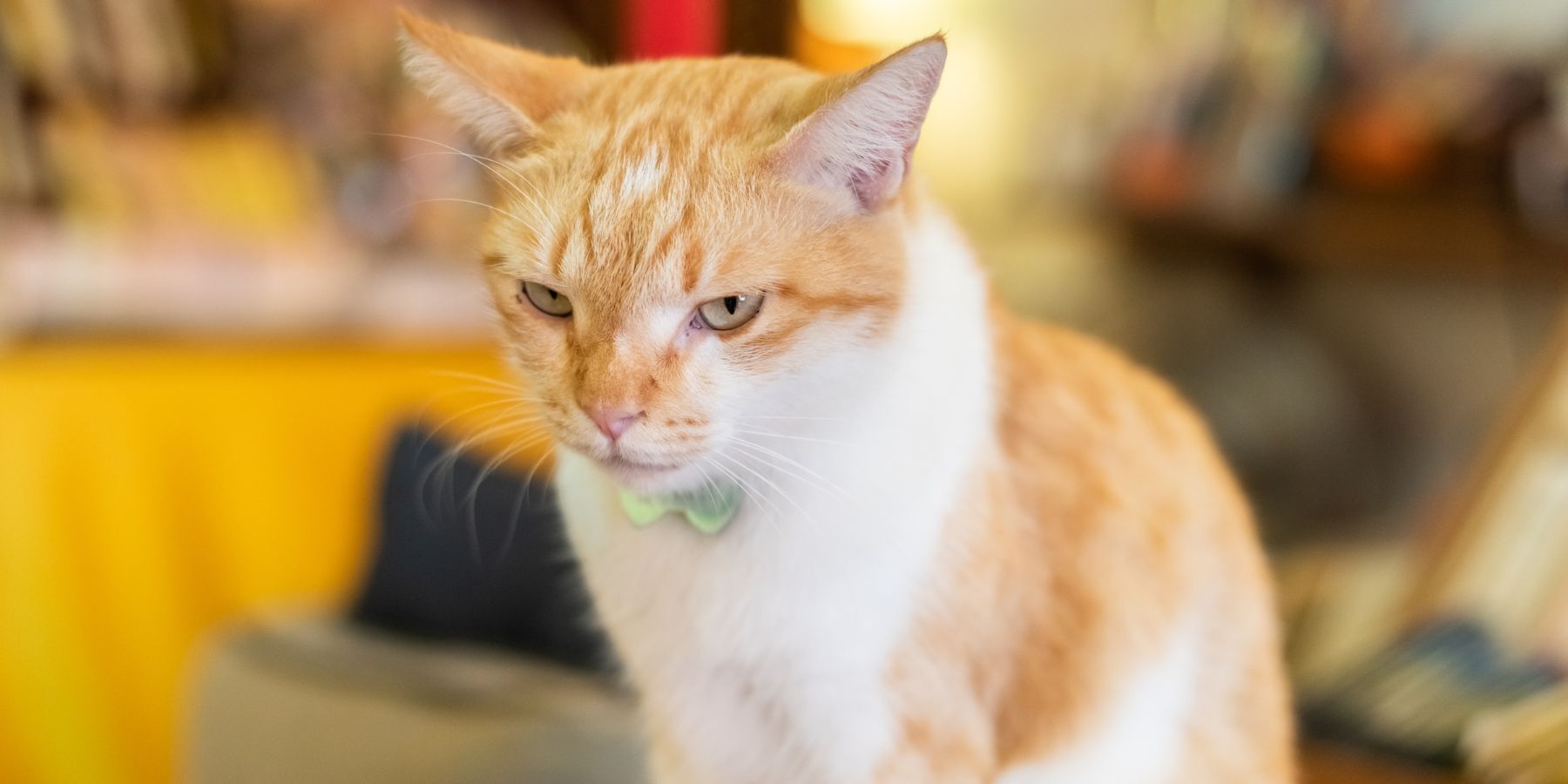 Escape-Prone Cat? Train Your Feline Friend to Stay Put