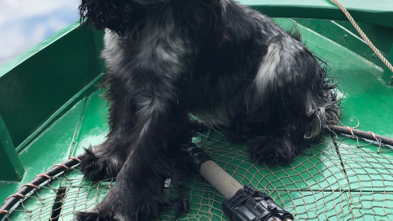 5 Tips For Choosing the Best Small Dog Tactical Vest