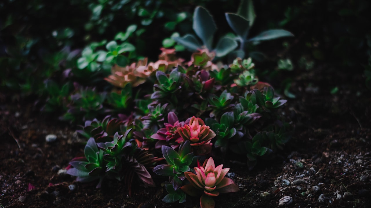 Elevate Your Style with Highlight Wigs: Vibrant Accents for a Stunning Look